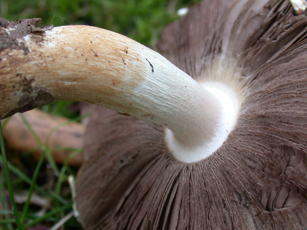 Agaricus sp ...